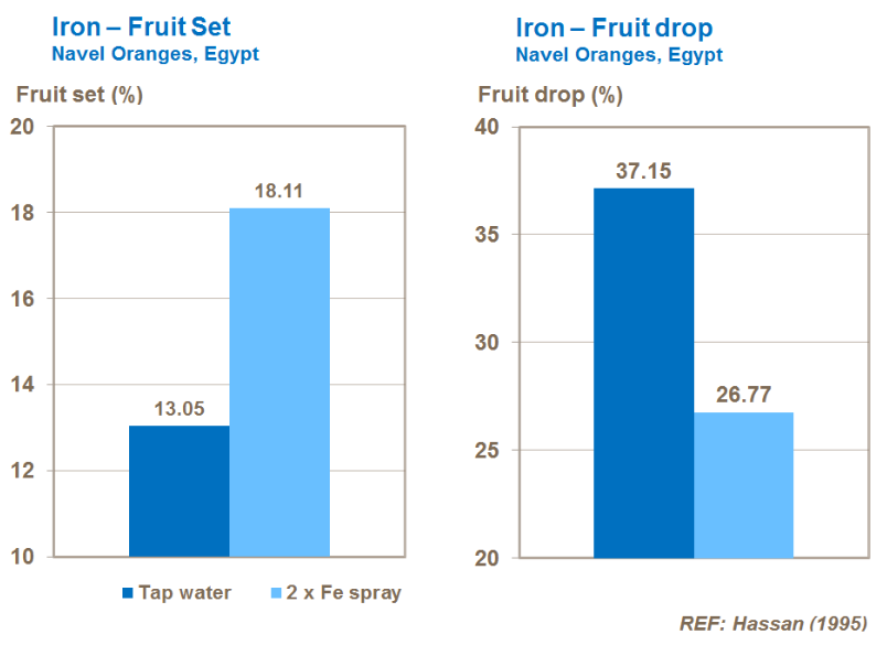 Fer et ensemble de fruits - Oranges 