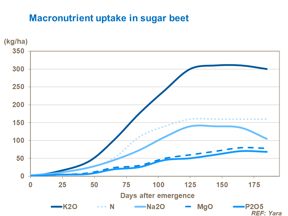 Macro nutrient uptake in sugar beet