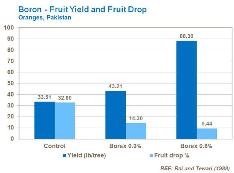 Bore - Rendement et chute de fruits - Oranges 