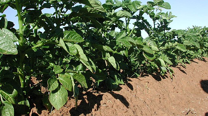 Les buttes procurent un bon drainage et facilitent la r&eacute;colte.