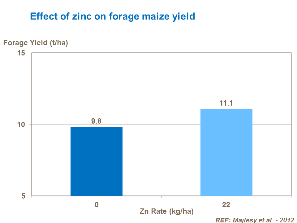Effect of zinc on forage maize yield