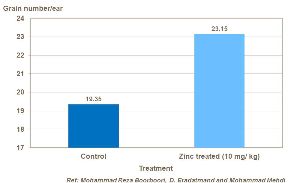 Effect of zinc on barley grains per ear
