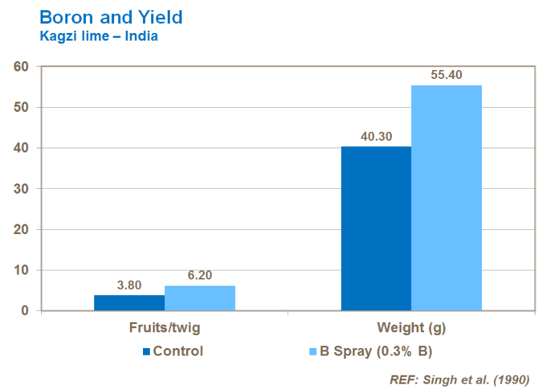 Bore et rendement - Citron vert