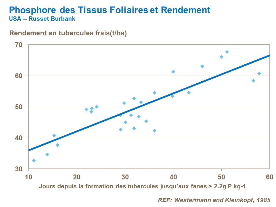 FR-leaf phosphorus and yield-fresh tuber.png