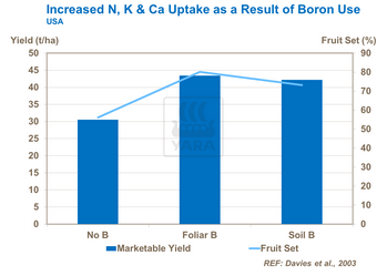 Conséquences utilisation du bore sur les tomates