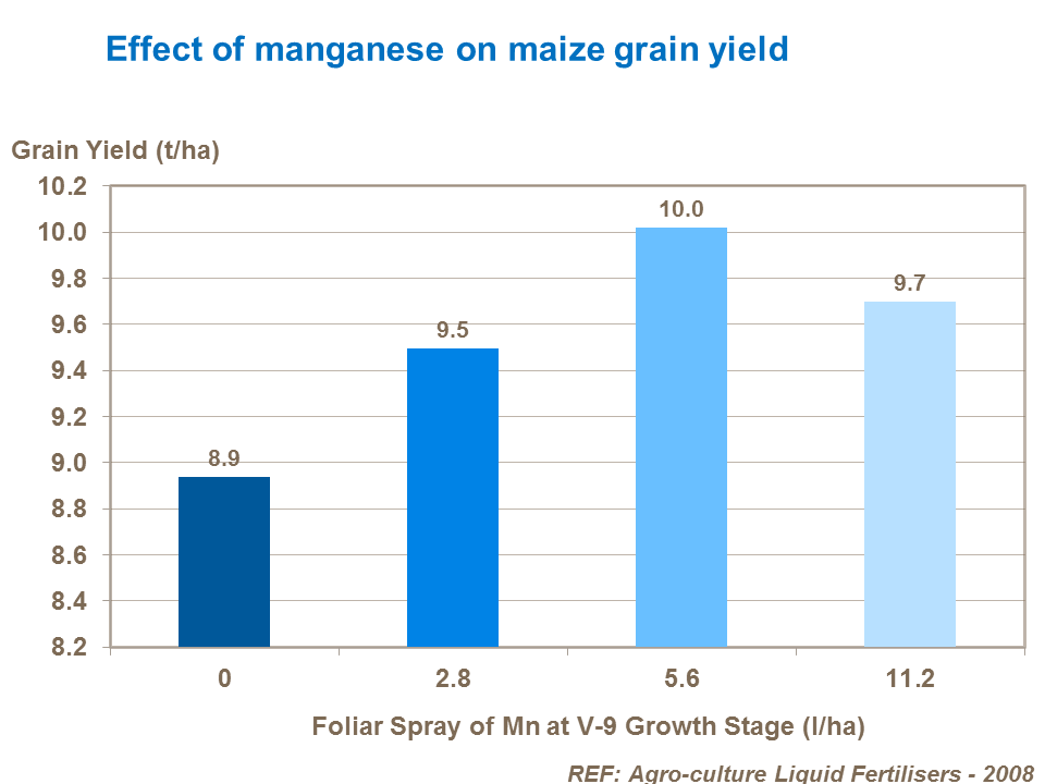 Effect of manganese on maize grain yield