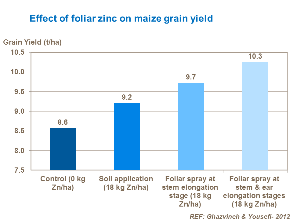 Effect of foliar zinc on maize grain yield