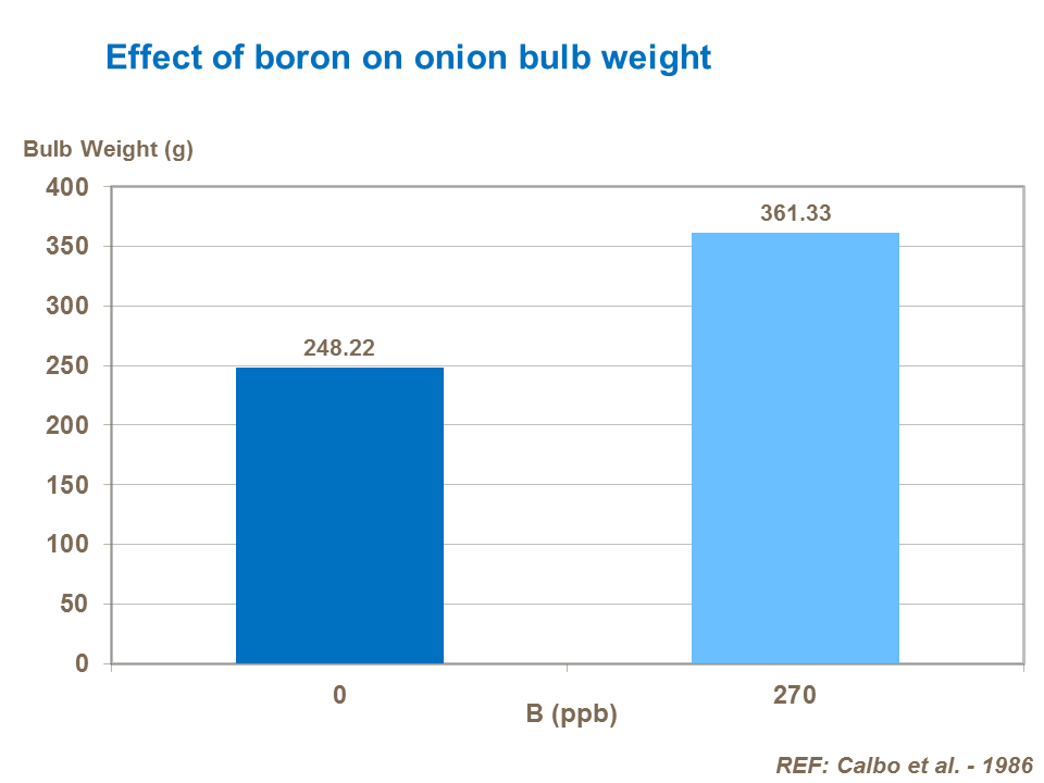 Effect of boron on onion bulb weight