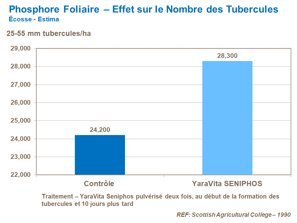 FR-foliar phosporus effect on tuber number.png