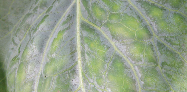 Magnesium Deficiency