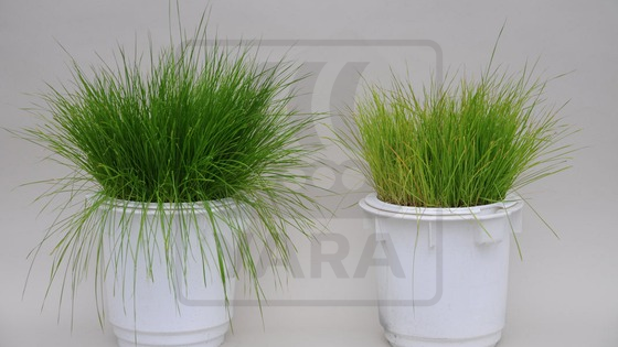 Sulphur deficiency in grass grown in the greenhouse